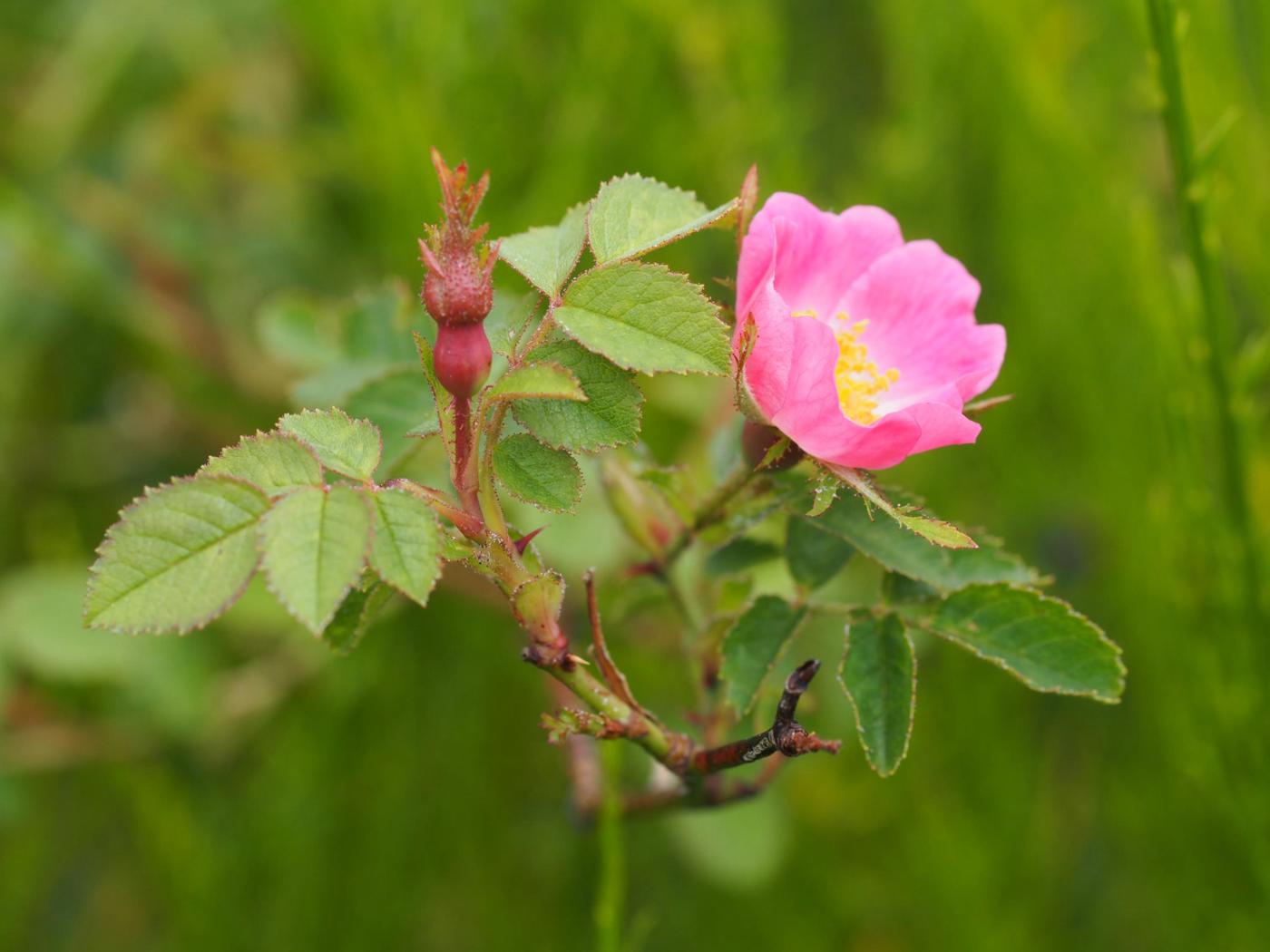 Rose, Soft-leaved flower